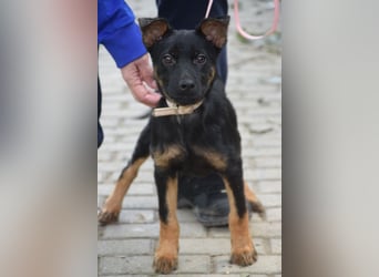 Chico - liebenswerter, junger Rüde der verschmust und verspielt ist