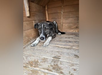 Flint - Hundeflüsterer gesucht