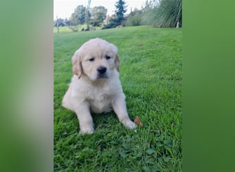 Goldenretrieverwelpen - 3 stramme Burschen suchen ein Zuhause