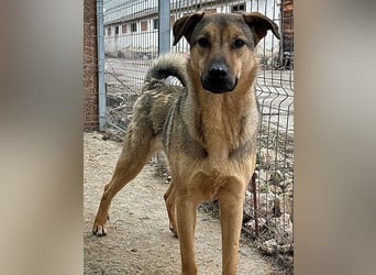 ⭐️WUTZL⭐️, Rüde, 1,5 Jahre, 54 cm, Mischling, Tierschutz