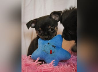 Chihuahuawelpen