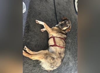 Hazel - liebevoll,schüchtern&ruhig