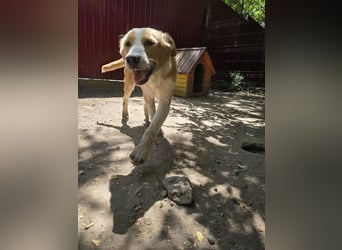 Wasco, 1 , 1/3  jähriger Bub, SH mittelgroß, neugierig, verspielt, aufgeschlossen, sozial)