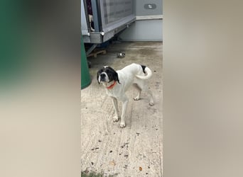 Lotte – Lebensfrohes Pointermädchen sucht aktive Familie!