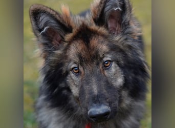 Balto