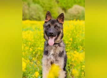 Ein schöner Schäferhund Mischling *Balou* wartet auf sein neues zuhause
