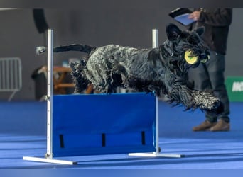 Riesenschnauzer Schwarz