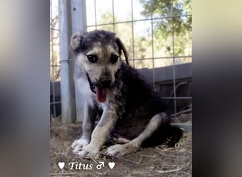 Teddy und seine Geschwister suchen ab September ein Zuhause