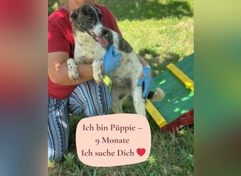 Püppie - 9 Monate - mittelgroß