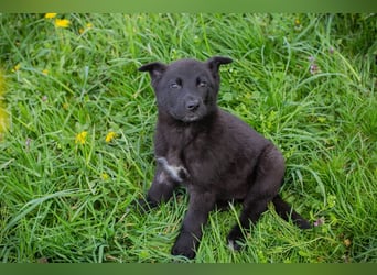 Trine: Hundekind sucht ein Zuhause