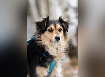 Menschenbezogener Remi sucht seine Familie