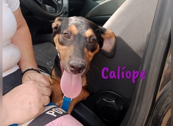 Calíope geb. 01/2025 (ESP) - fröhliche, sympathische und treue Junghündin!