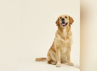Golden Retriever Welpen VDH/GRC