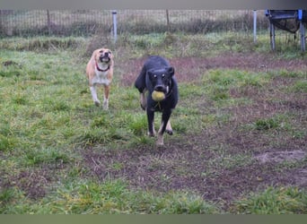 Dobby - freundlicher, menschenbezogener, verschmuster Junghund