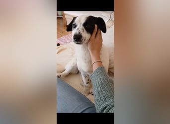 Josie sucht Herzensmensch fürs Leben