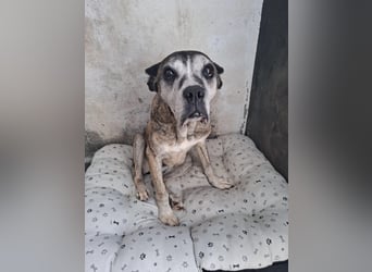 Gnadenplatz für Hedy gesucht