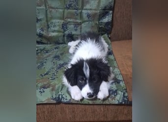 Kleiner Loki sucht ein Zuhause