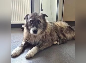 Amy - vorsichtige, schüchterne, ruhige, katzenverträgliche große Hündin / z.Zt. noch in Rumänien