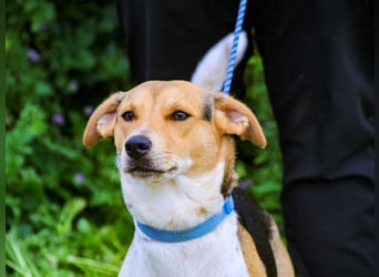 Yuna, Mix Beagle / Jack Russel Terrier, lieb und verträglich