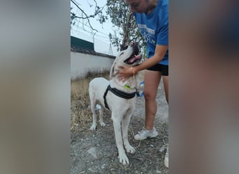 BLANCA