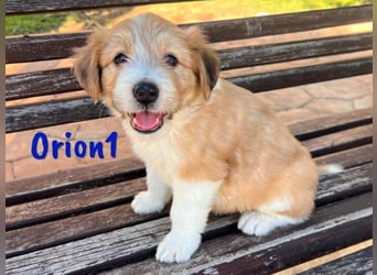 Orion1 geb. 05/2025 (ESP) - neugieriger Border-Collie-Mix Welpe!