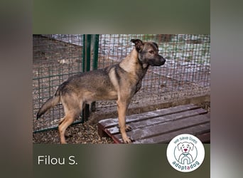 Filou – sensibler Junghund die Welt entdecken
