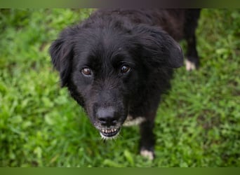 Solon: Tapferer Hundeopa