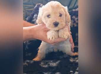 Wunderschöne Maltipoo Welpen