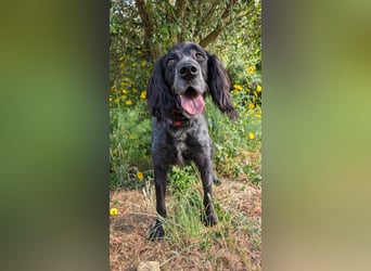 Jordan,kinderlieber, verschmuster English-Setter-Mix