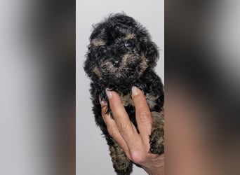 ZWERGPUDEL / TOY 2 männlich braun tan 1 schwarzes Mädchen 1 black tan Mädchen