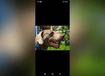 Traumhund sucht Traumzuhause – Vollblut-Weimaraner "Kapitän"