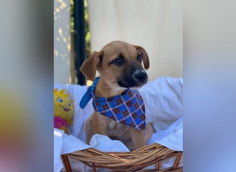 Adi LM - Zuhause gesucht – Neun kleine Hundekinder auf großer Mission