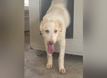 Milo: völlig überfordert im Tierheim