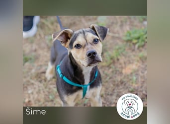 Šime: Hundekind sucht ein Zuhause