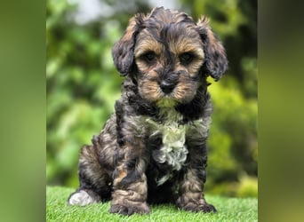 Cavapoo welpen