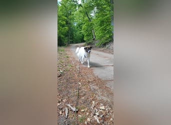 Polly - faszinierender Hund mit vielen Facetten