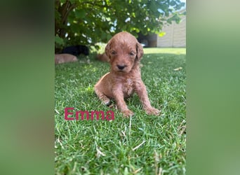 Aussiedoodle / Aussiepoo  F1b