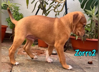 Zorro2 02/2025 (ESP) - cleverer, kleiner Podenco-Bodeguero Mix Welpe!