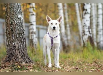 Hübsche Sunny sucht liebevolles Zuhause