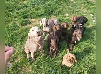 Welpen Labradoodle F1 Braun Könispudel x Labrador