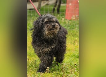 Bogáncs LM – Traumhund auf vier Pfoten sucht Herzensmenschen