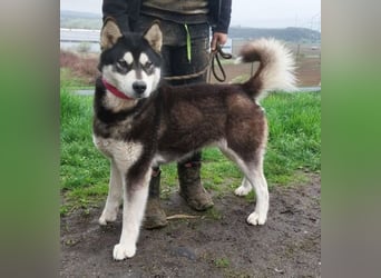 Luna, Husky Mischling