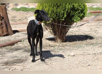 GUILIA-zarte Galga mit großer Seele sucht Geborgenheit in einem liebevollen Zuhause