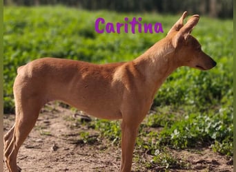 Caritina 02/2024 (ESP) - bezaubernde Podenco-Mix Junghündin!