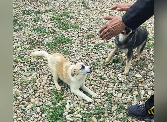 LEILA sucht eine Familie