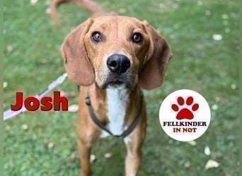 lieber Bracke Mischling Josh sucht ein Zuhause, Jagdhund, Posavski Gonic