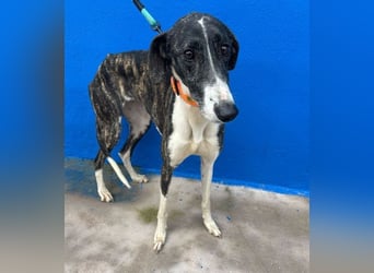 Marylin, zauberhafte Galgo Lady, zu brav für die Jagd, abgegeben