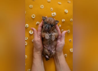 Rhodesian Ridgeback Welpen mit FCI-Ahnentafel