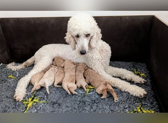 Goldendoodle medium mit Papieren und Ahnentafel
