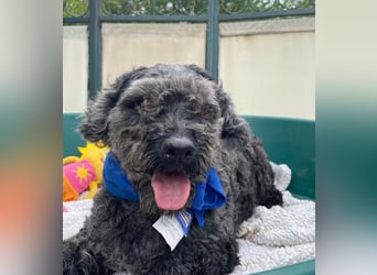 OTTO - Kleiner, freundlicher, Puli-Mix,allergikerfreundlich